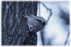 エゾモモンガ！！