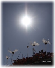 秋のチングルマ