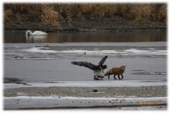 ショートコント・餌場