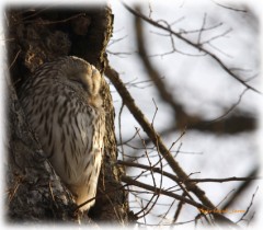 朝日はとてもまぶしくて