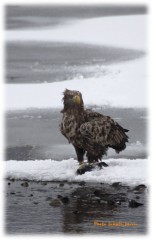 喰うとゆうこと