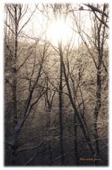 樹氷からの日の出