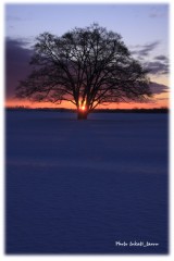 ハルニレの夜明け