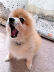 【お題日記】ペットにつけたい名前は？