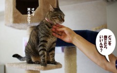 【お題日記】首周りと耳周りのHな楽しみ方