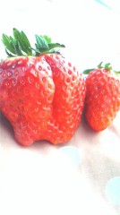 大きないちご♪