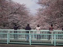 地元のサクラです