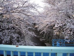 サクラ満開です。