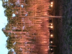 イルミネーション