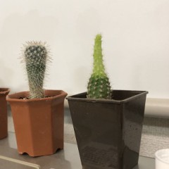 伸び過ぎて心配。。。