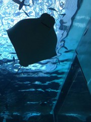 暑さ寒さも彼岸まで