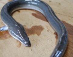 うなぎ食べた？