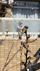 【お題日記】2023年はどんな年だった？