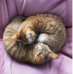 【お題日記】アナタにとって幸せな時間