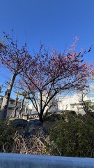 春の始まり、一年が始まります