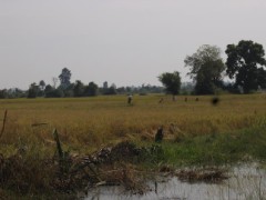 アンコールワットへの道の舗装
