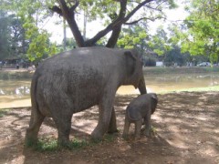運の数は一定？