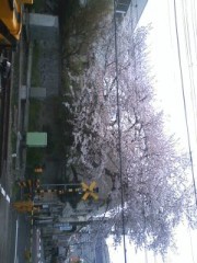 桜咲くアパート