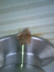 かぁいぃおきゃくさま