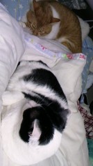 女の子の部屋の現実(小学生)