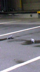 鳩が水飲んでる