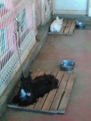 【お題日記】どう？って聞かれても。