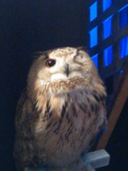 裏要素なんもねーけど