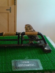 ふくろうの子供めっさ可愛い!