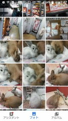 【お題日記】うさぎと過ごす休日