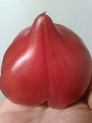 【お題日記】ところで、俺の○○○を見てくれ。