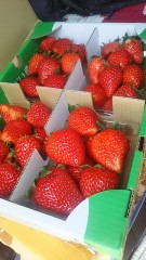 【お題日記】もうすぐ春ですね