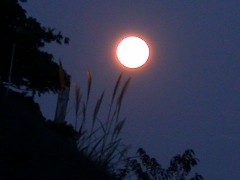 とってもきれいなお月様♪