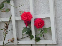 【お題日記】常備している物