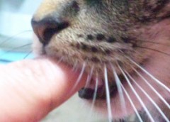 チュッパチュッパ