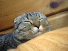 ふぁいるさいず