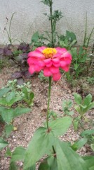 今日の花です。