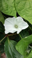 暑いけどなんか