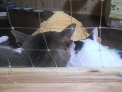 【お題日記】どんな人と付き合えば幸せになれると思う？