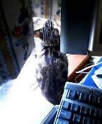 そーーいやぁーーー