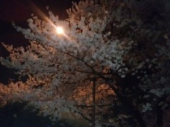 星と月が落ちた夜