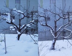 降り積もる雪・・・