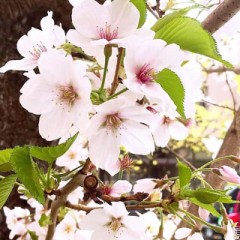 【お題日記】つい立ち寄っちゃうところは？