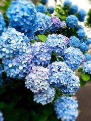 【お題日記】「梅雨らしさ」感じさせる写真を見せて！