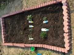 花壇に植えた花は