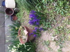 庭に生えている花