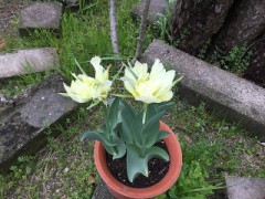 チューリップ咲きました