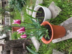 チューリップ咲きましたその2