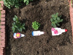 今日植えた花です