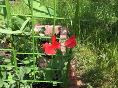 赤いスイートピー