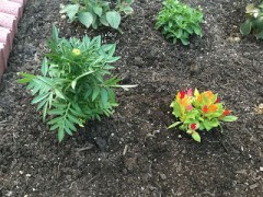 今日植えた花は…(๑˃̵ᴗ˂̵)